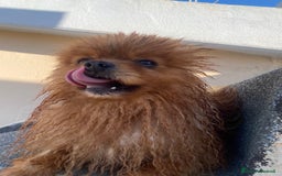 Volpino Pomerania cani in vendita: Volpino Spitz Pomerania adulto maschio a Città Metropolitana di Cagliari - Immagine 10