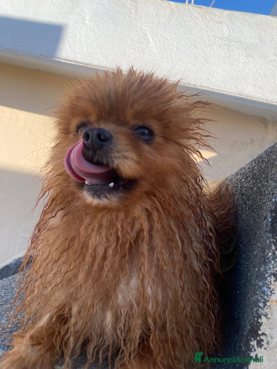 Volpino Pomerania cani in vendita: Volpino Spitz Pomerania adulto maschio a Città Metropolitana di Cagliari - Immagine 10