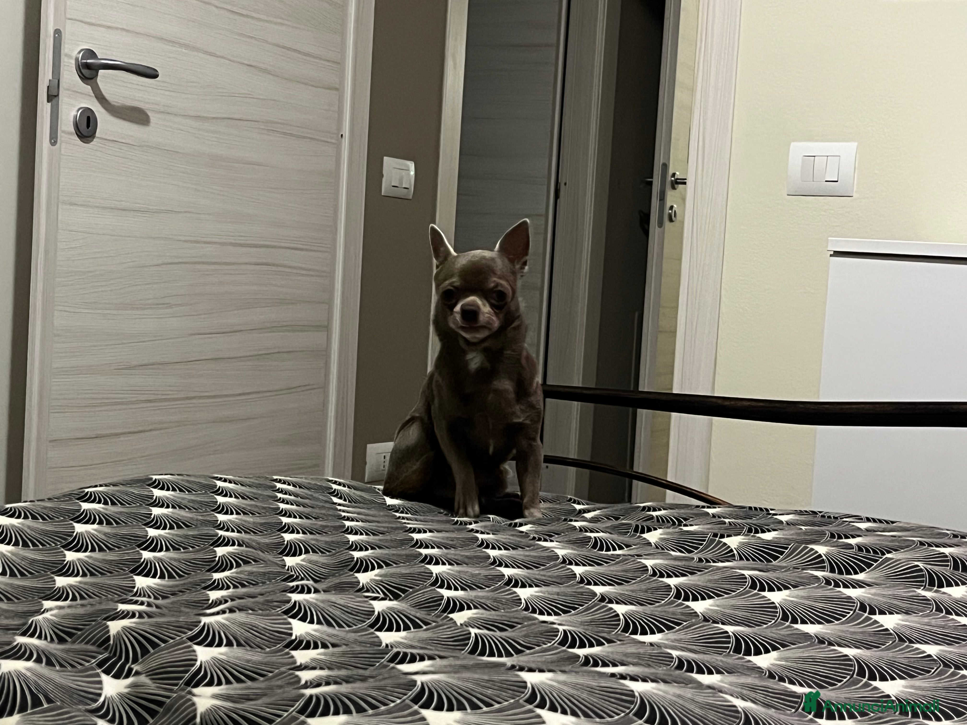 Chihuahua cani CHIHUAHUA LILAC DA MONTA DISPONIBILE - Annuncio 3