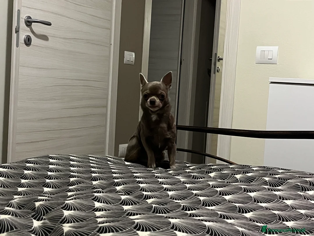 Chihuahua cani per accoppiamento: CHIHUAHUA LILAC DA MONTA DISPONIBILE - Annuncio 1