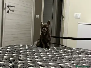 Chihuahua cani CHIHUAHUA LILAC DA MONTA DISPONIBILE - Annuncio 2