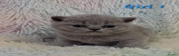 British gatti in vendita: Cucciole British shorthair  - Annuncio 5