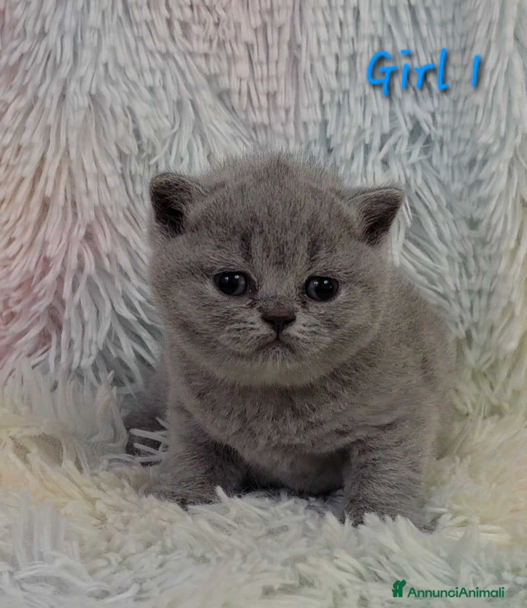 British gatti in vendita: Cucciole British shorthair  - Annuncio 5