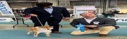Shiba Inu cani in vendita: Shiba inu - Annuncio 38