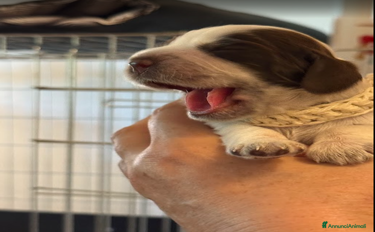 Cocker cani a Provincia di Reggio Emilia - Annuncio 9