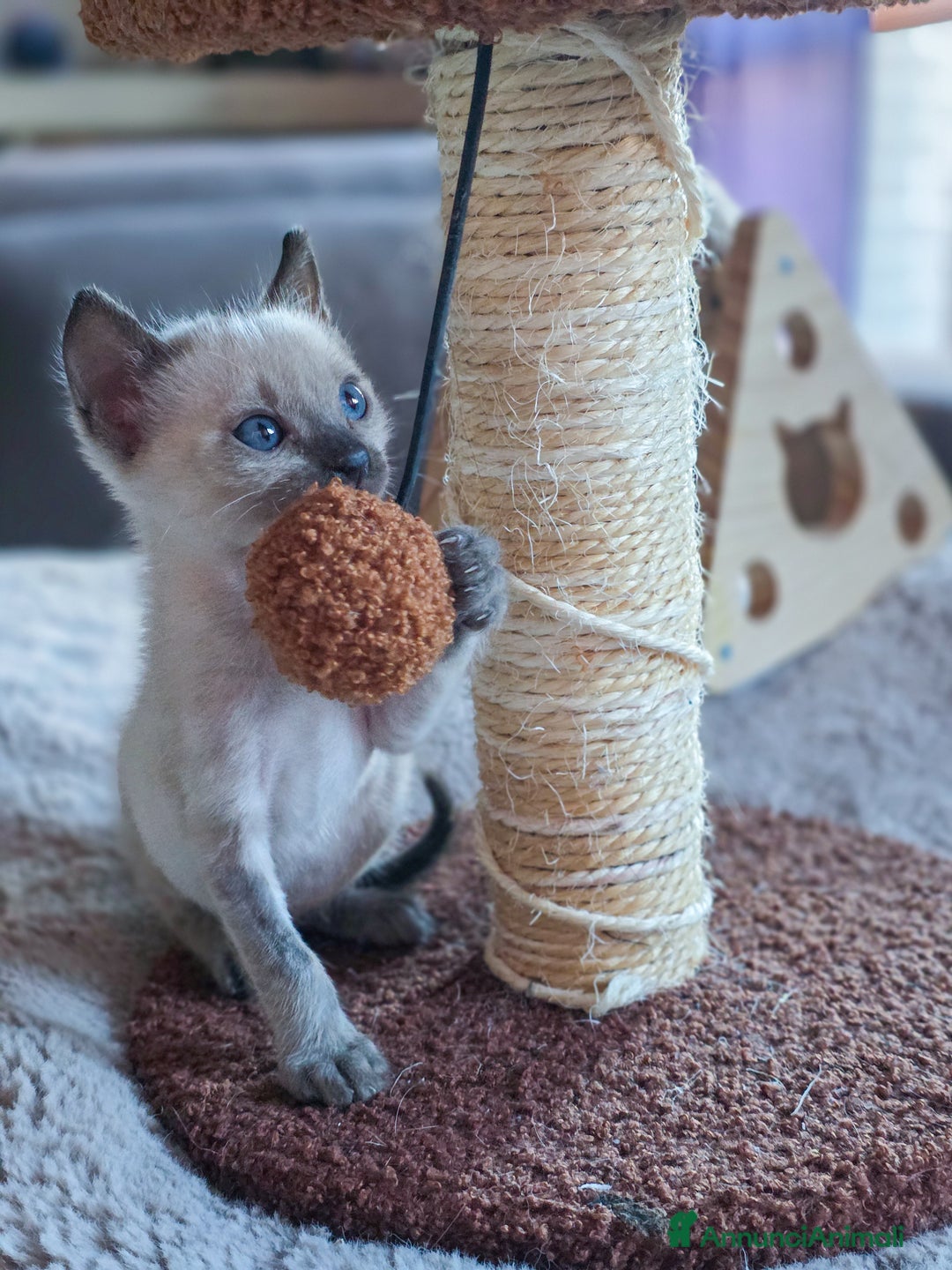 Bengala gatti in vendita: Cucciolo gatto bengala  - Annuncio 22