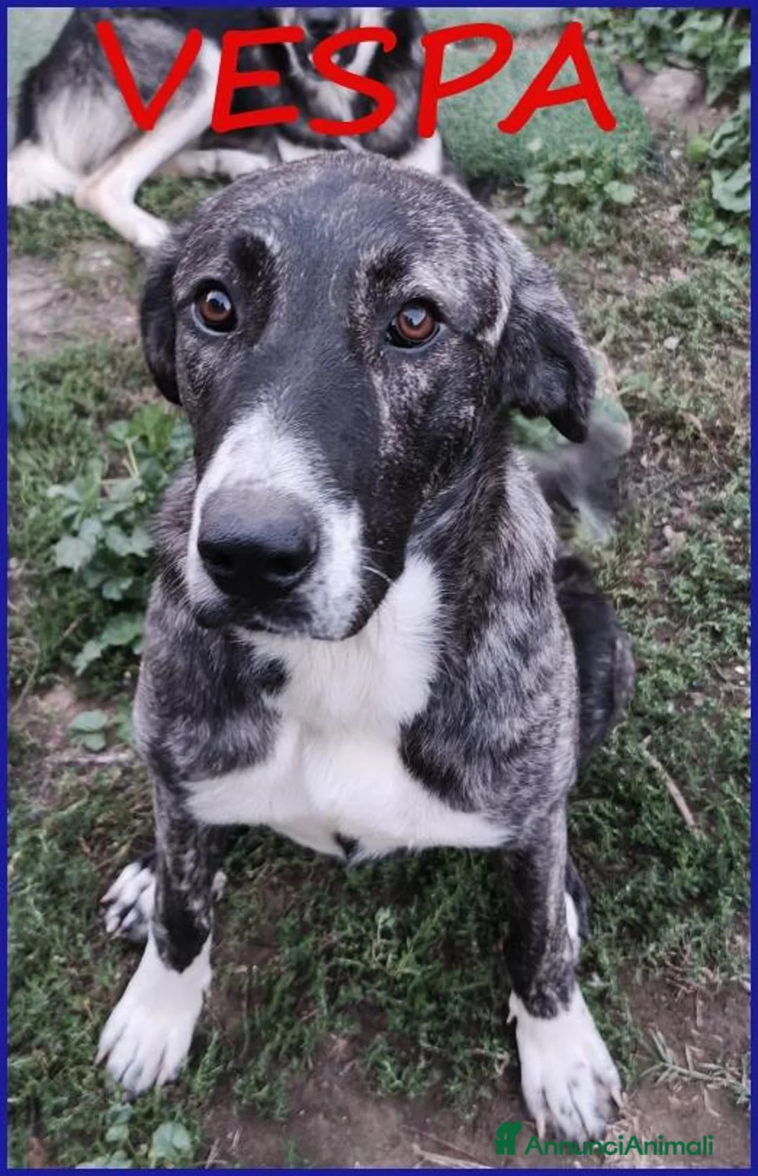 Meticcio cani in regalo: VESPA CUCCIOLOTTA 6-7 MESI SOGNA SOLO UNA FAMIGLIA - Annuncio 1