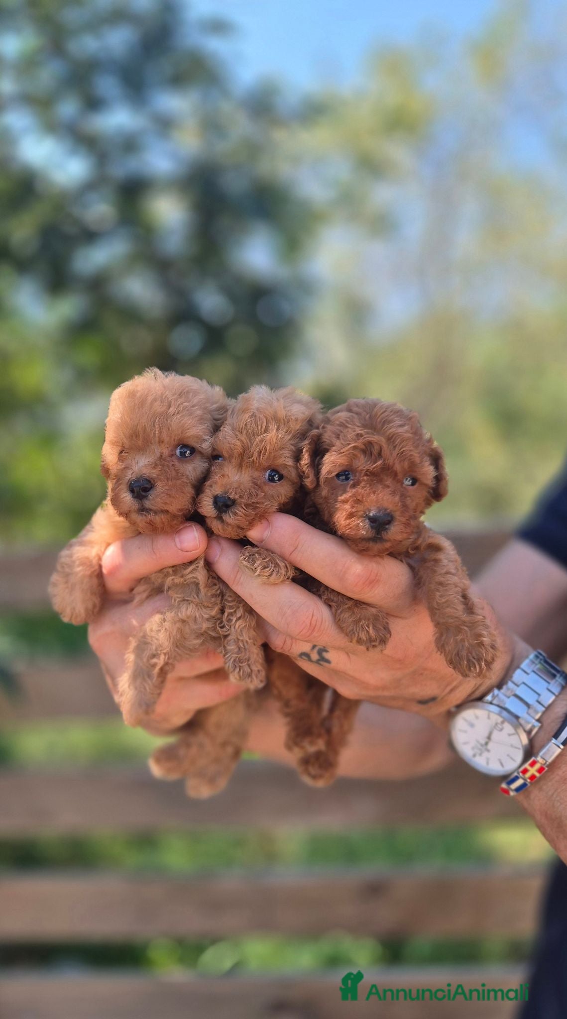 Barboncino cani Barboncini toy maschietti  - Annuncio 1
