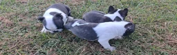 Boston Terrier cani in vendita: Cuccioli di Boston terrier pedigree enci  - Annuncio 4