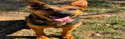 Pastore Tedesco cani in regalo: Pepita  a Città Metropolitana di Bari - Annuncio 6