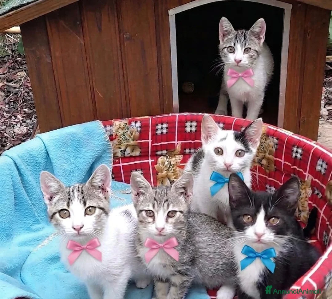 Altre razze gatti in regalo: CERCANO CASA 🏡  - Annuncio 1