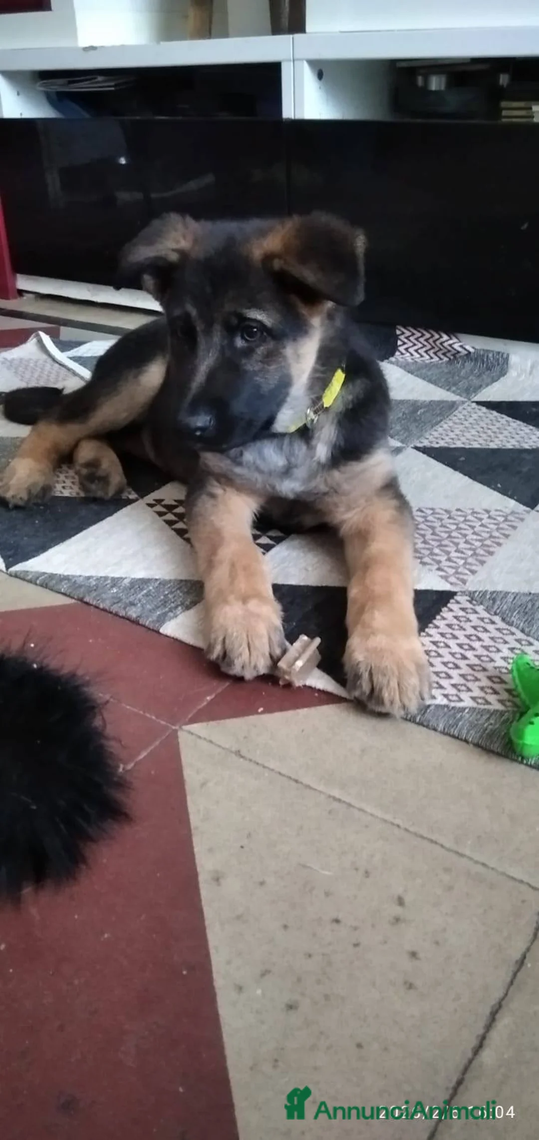 Meticcio cani in regalo: Gaia 3 mesi, bellissima - Annuncio 5