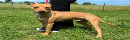 Meticcio cani in regalo: CARLETTO PIT BULLINO - Annuncio 6