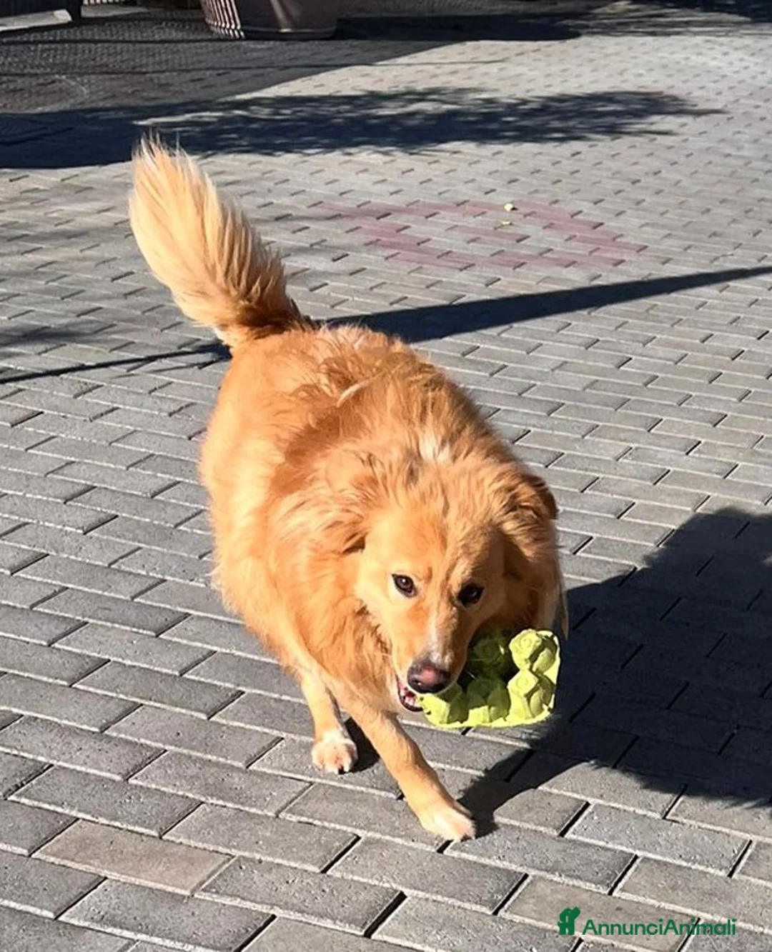 Meticcio cani in regalo: DIOR CAGNOLINO FULVO - Annuncio 2