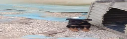 Meticcio cani in regalo: Bellissimi cagnolini - Annuncio 4