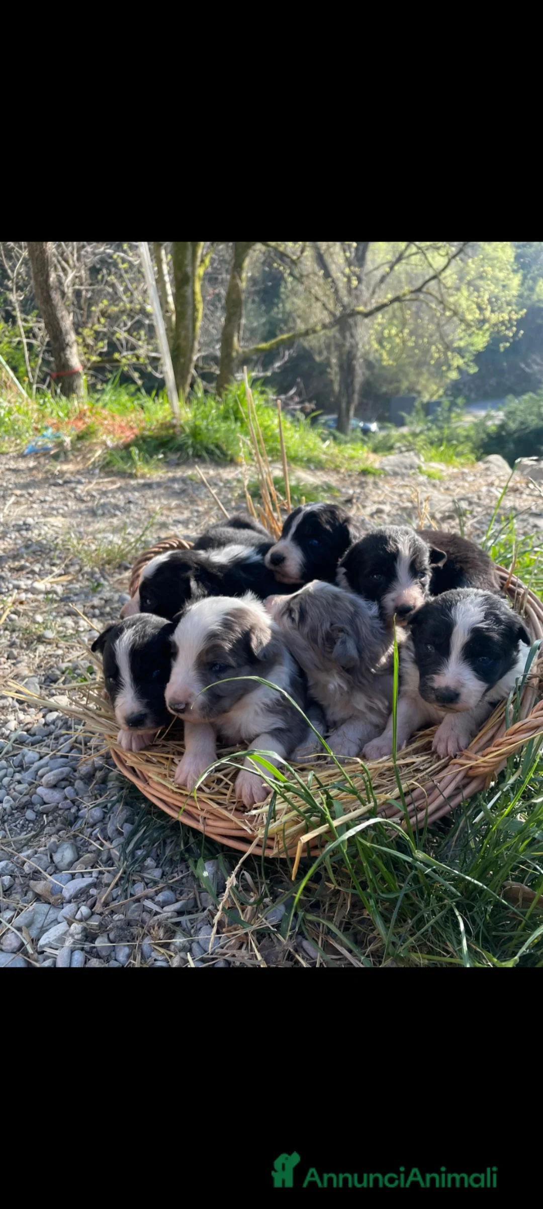 Bearded Collie cani in vendita: Cuccioli di border collie - Annuncio 7