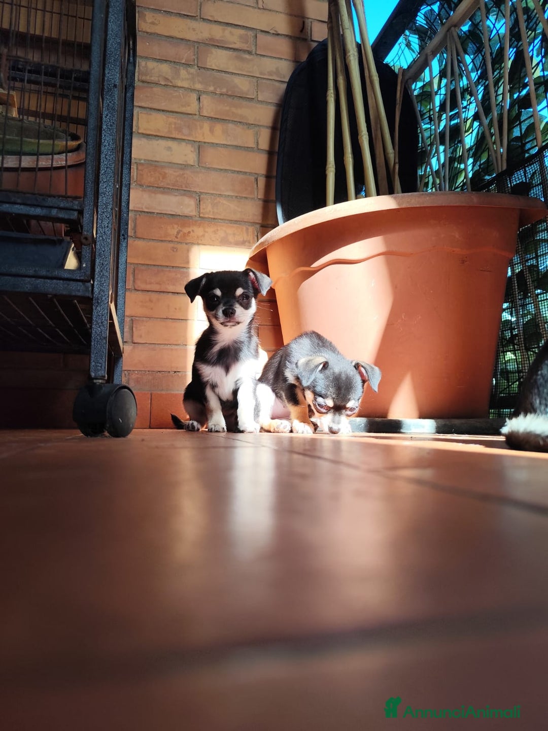 Chihuahua cani in vendita: Cucciolo Chihuahua - Annuncio 5