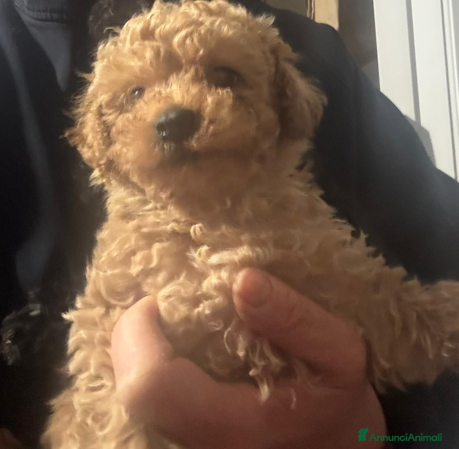 Barboncino Toy cani Barboncino toy - Annuncio 3