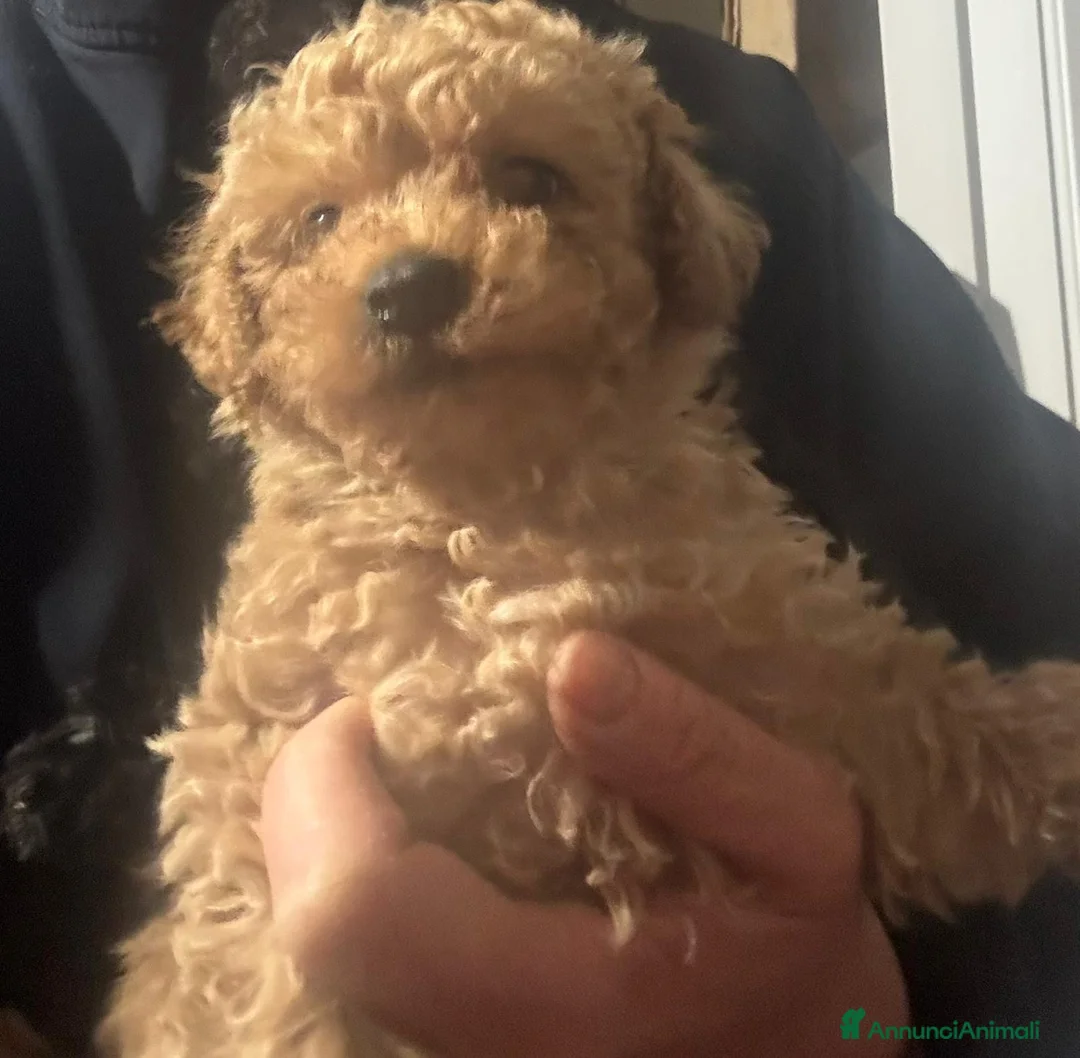 Barboncino Toy cani in vendita: Barboncino toy - Annuncio 1