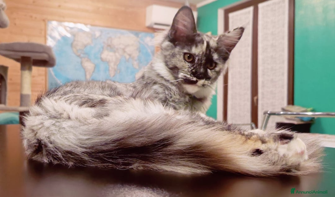 Maine Coon gatti in vendita: Cucciola Maine Coon Pedigree ANFI - Annuncio 3