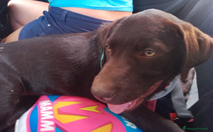 Labrador cani a Città Metropolitana di Bologna - Annuncio 2