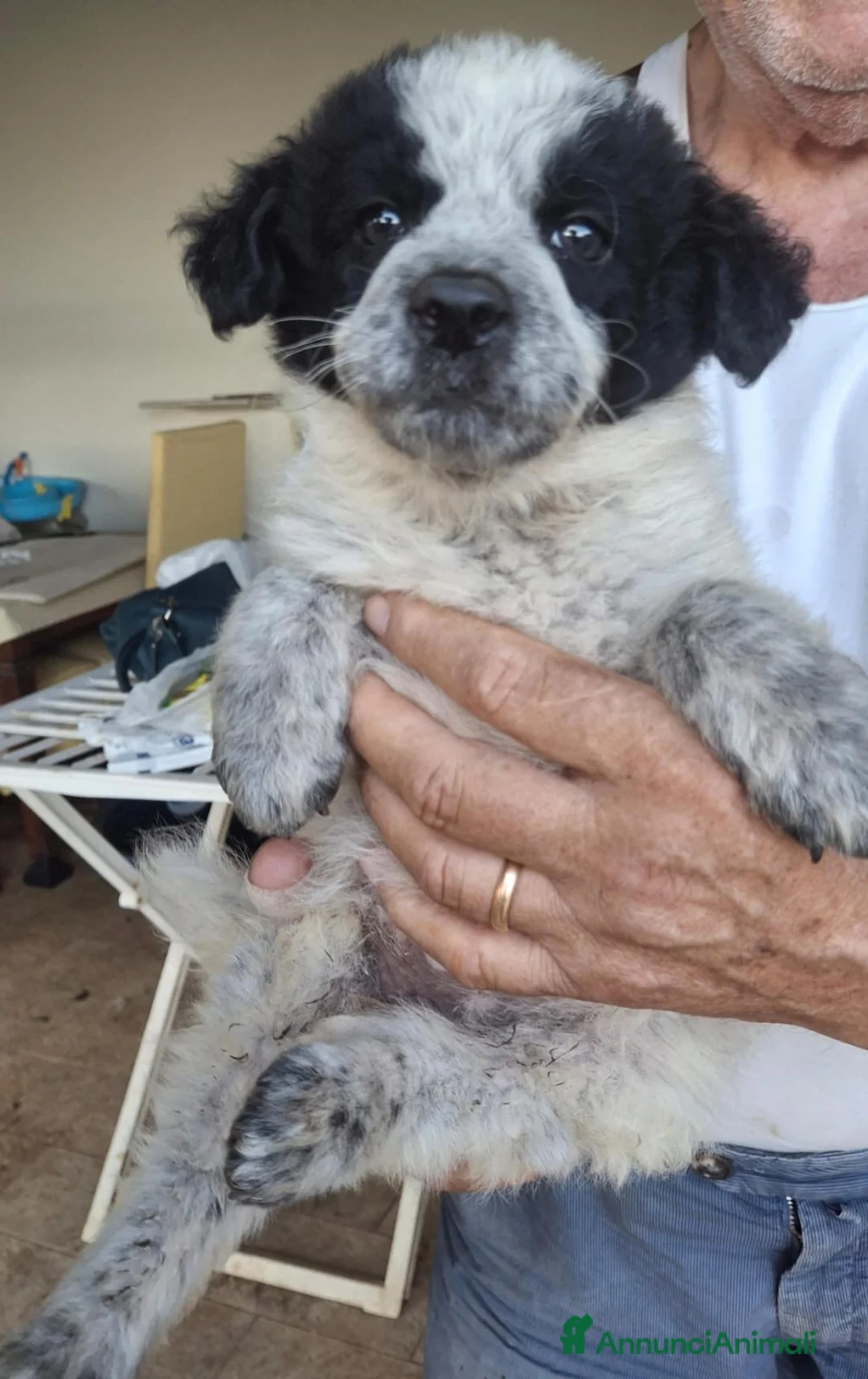 Meticcio cani in regalo: AUGUSTO 💙 pronto per il suo capitolo più bello - Annuncio 3