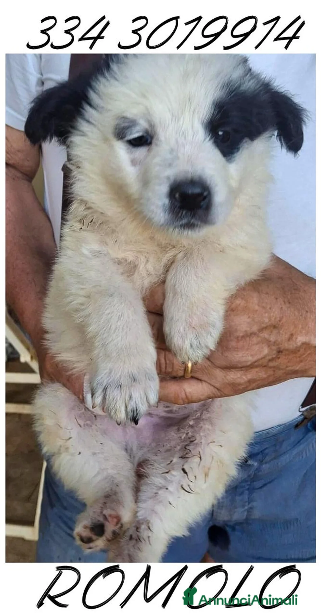 Meticcio cani in regalo: ROMOLO 💙 piccolo re, simpatica canaglia 😍 a Provincia di Cuneo - Annuncio 3