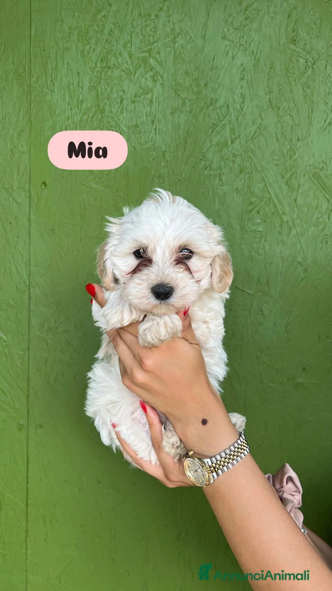 Maltipoo cani in vendita: maltipoo - Annuncio 2