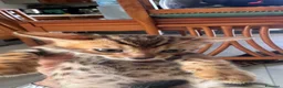 Bengala gatti in vendita: Bengala splendidi piccoli leopardi CON PEDIGREE - Annuncio 5