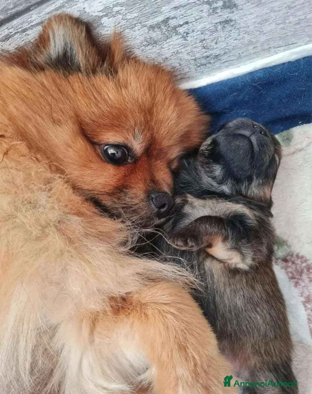 Volpino Pomerania cani in vendita: Adorabili cuccioli di Pomerania mini Teddy  - Annuncio 23