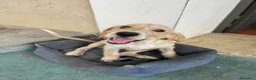 Meticcio cani in regalo: CUCCIOLI ARON E BIRILLO - Annuncio 5