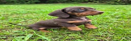 Bassotto cani in vendita: Bassotto tedesco kaninchen ENCI  - Annuncio 3