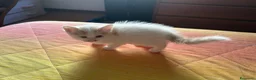 Europeo gatti in regalo: Gattina bianca con macchie rossicce - Annuncio 2