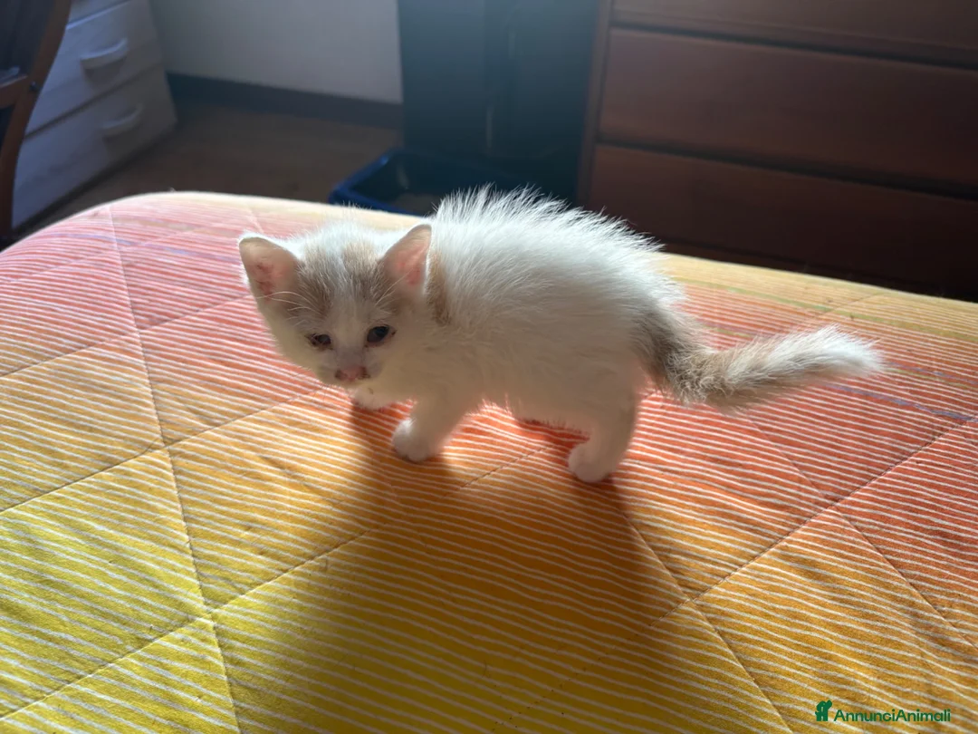 Europeo gatti in regalo: Gattina bianca con macchie rossicce - Annuncio 2