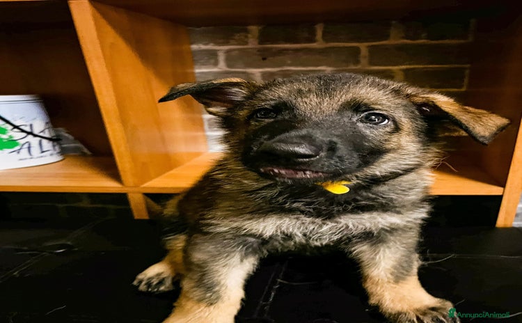 Pastore Tedesco cani a Provincia di Varese - Annuncio 1