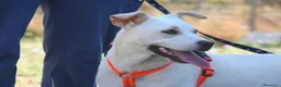 Meticcio cani in regalo: Akira in adozione - Annuncio 3