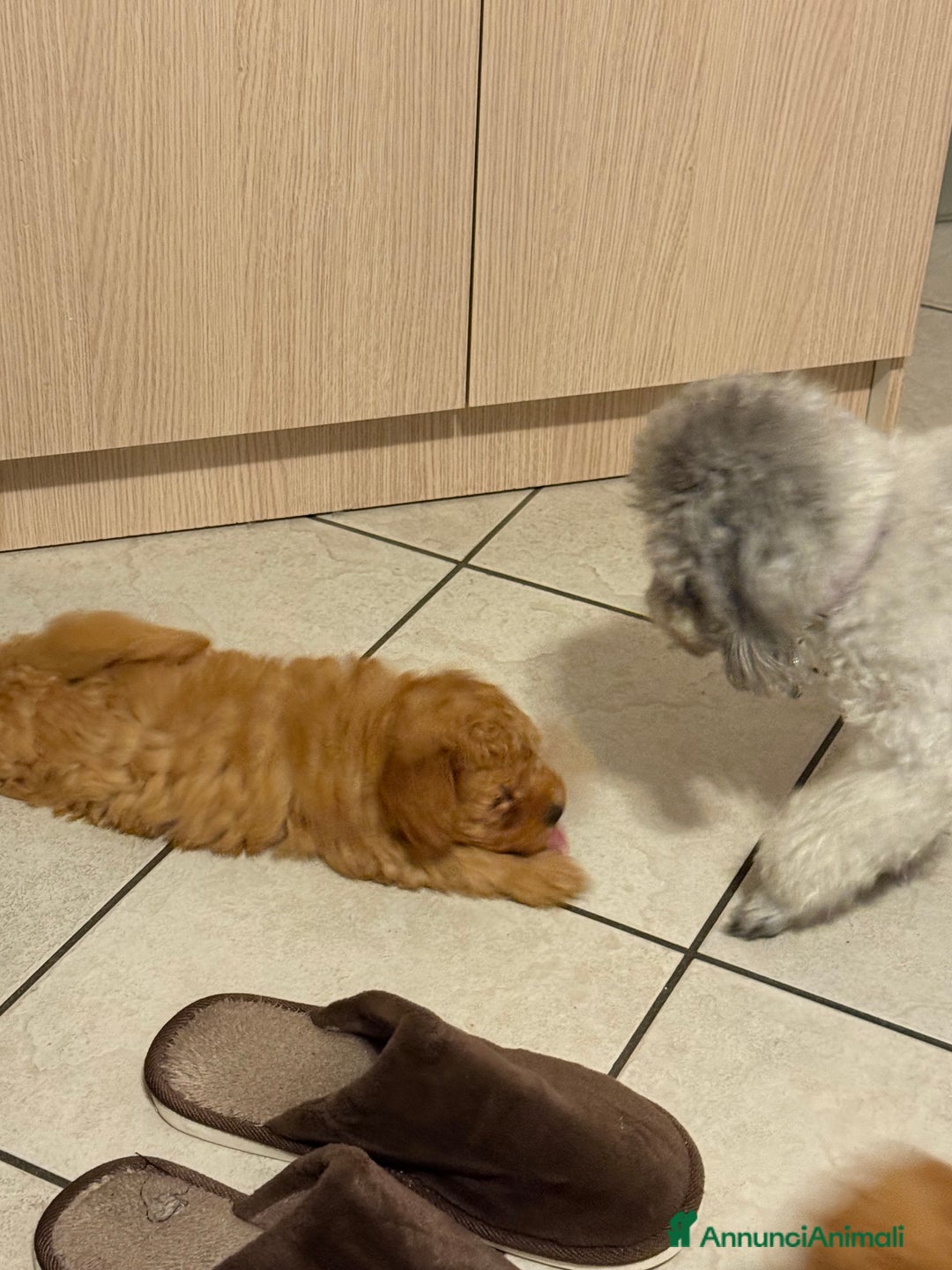 Barboncino cani in vendita: Cuccioli di barboncino - Annuncio 4