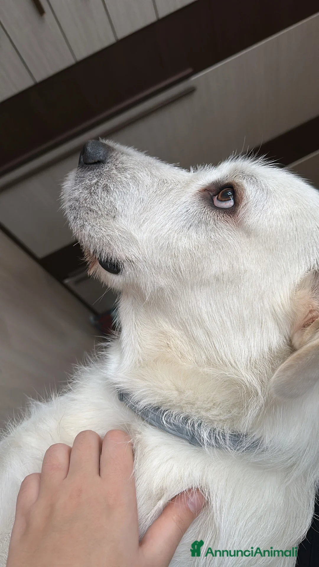 Meticcio cani in regalo: Taralluccio a Città metropolitana di Milano - Annuncio 7