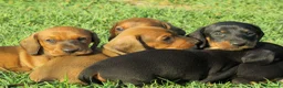 Bassotto cani in vendita: Bassotti nani a pelo corto - Annuncio 1