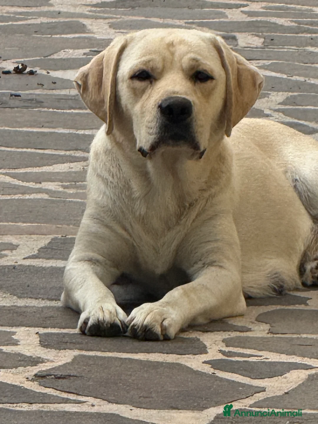 Labrador cani in vendita: Cucciolo Labrador con Pedigree - Annuncio 4