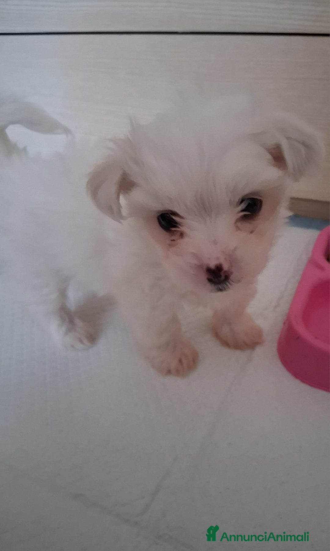 Maltese cani in vendita: Cucciole Maltese  - Annuncio 6