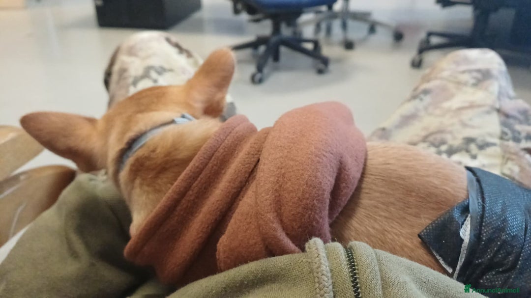 Chihuahua cani in vendita: Chihuahua pelo corto 14 mesi guinzaglio traversina - Annuncio 4