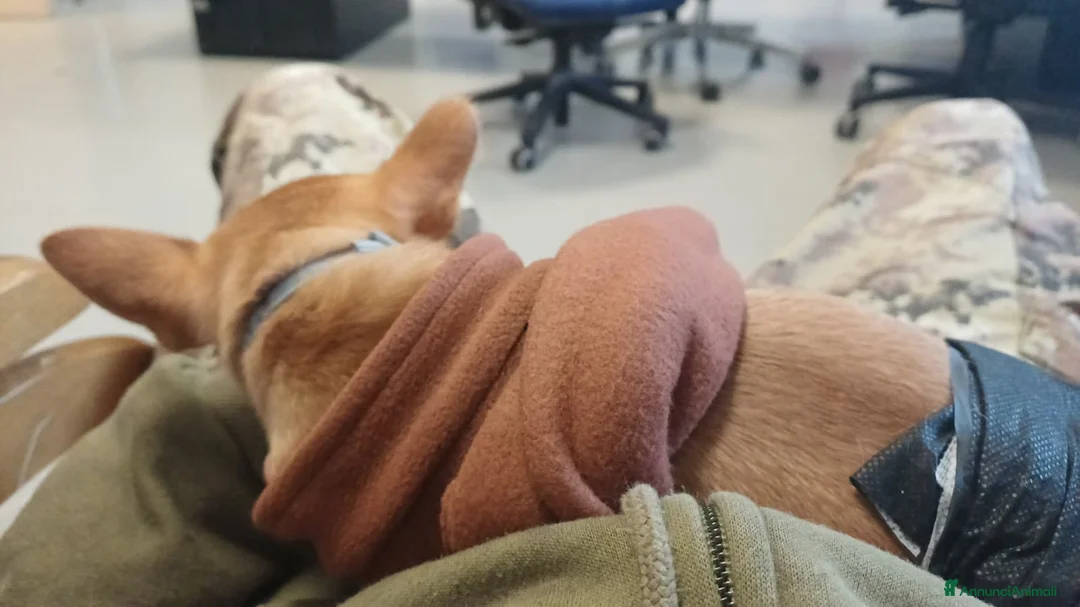 Chihuahua cani in vendita: Chihuahua pelo corto 14 mesi guinzaglio traversina - Annuncio 4