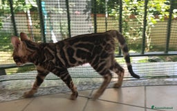 Bengala gatti in vendita: Gatto del Bengala femminuccia  a Provincia di Teramo - Immagine 1