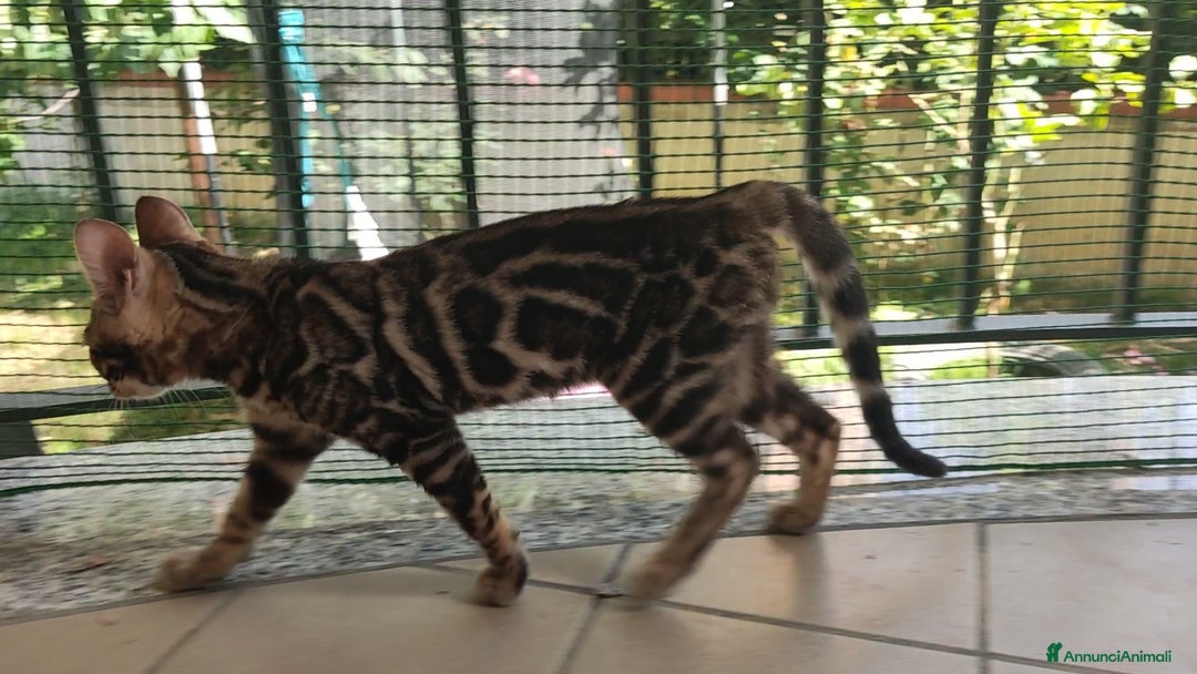 Bengala gatti in vendita: Gatto del Bengala femminuccia  a Provincia di Teramo - Immagine 1