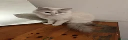 Ragdoll gatti in vendita: Ragdoll gattini - Annuncio 7
