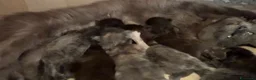 Maine Coon gatti in vendita: Cuccioli di maine coon  - Annuncio 2