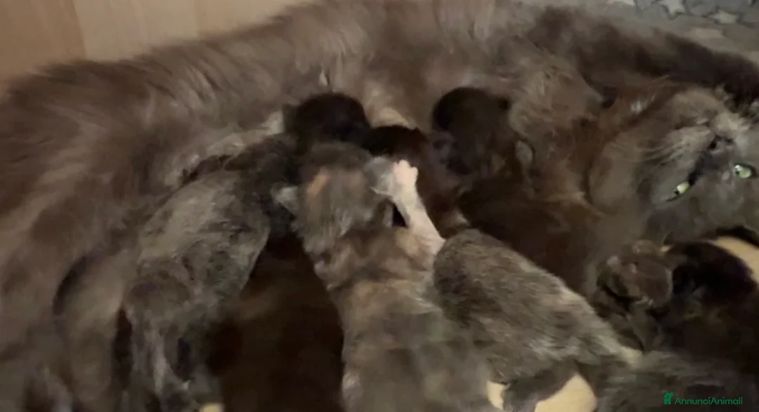 Maine Coon gatti in vendita: Cuccioli di maine coon  - Annuncio 2