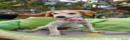 Meticcio cani in regalo: Wendy, deliziosa, dolce, 9 chili  - Annuncio 3