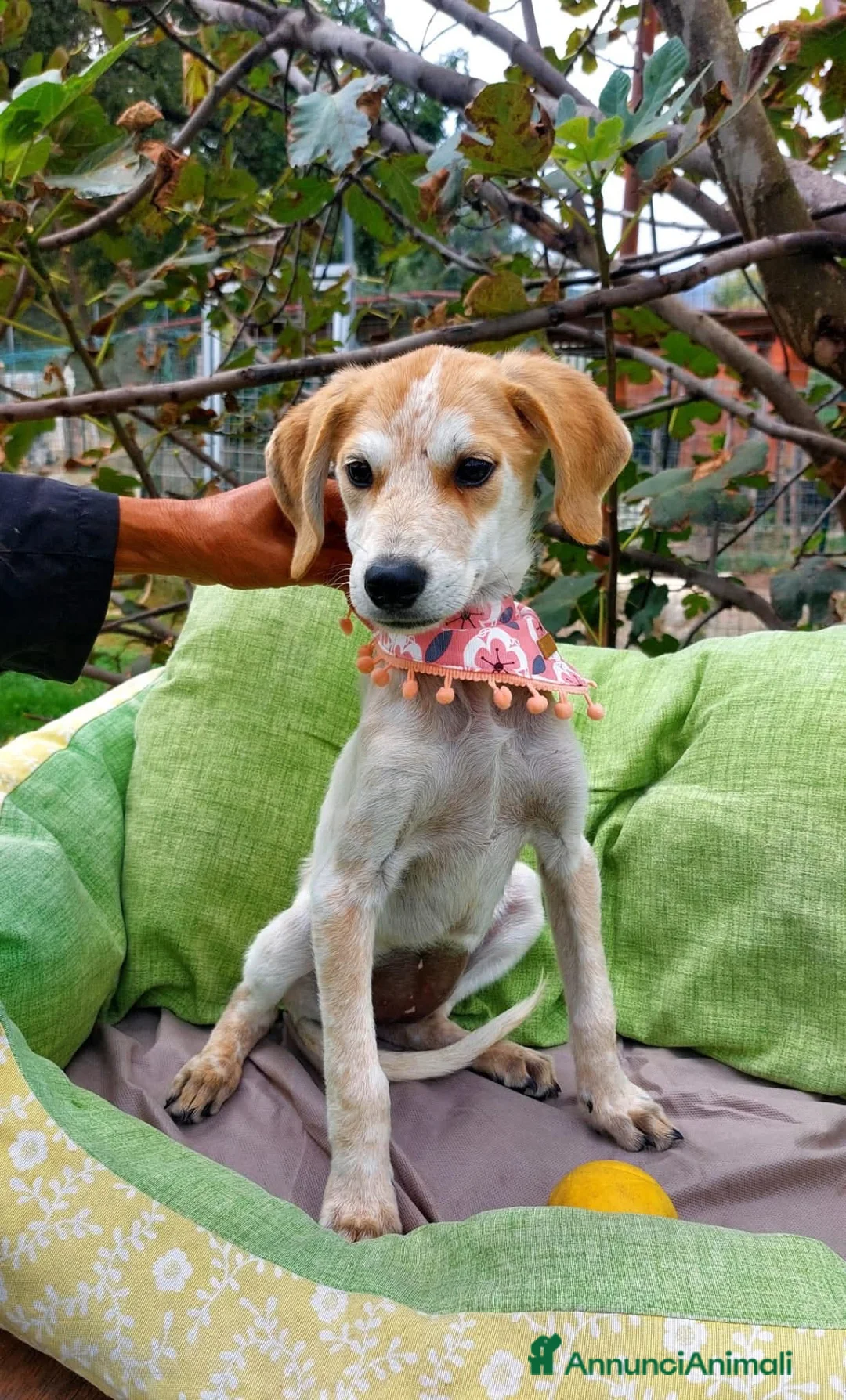 Meticcio cani in regalo: Wendy, deliziosa, dolce, 9 chili  - Annuncio 3